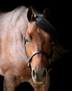 Call Me Mitch - NRCHA Worlds Greatest Horseman Champion - Santa Lucia Farm