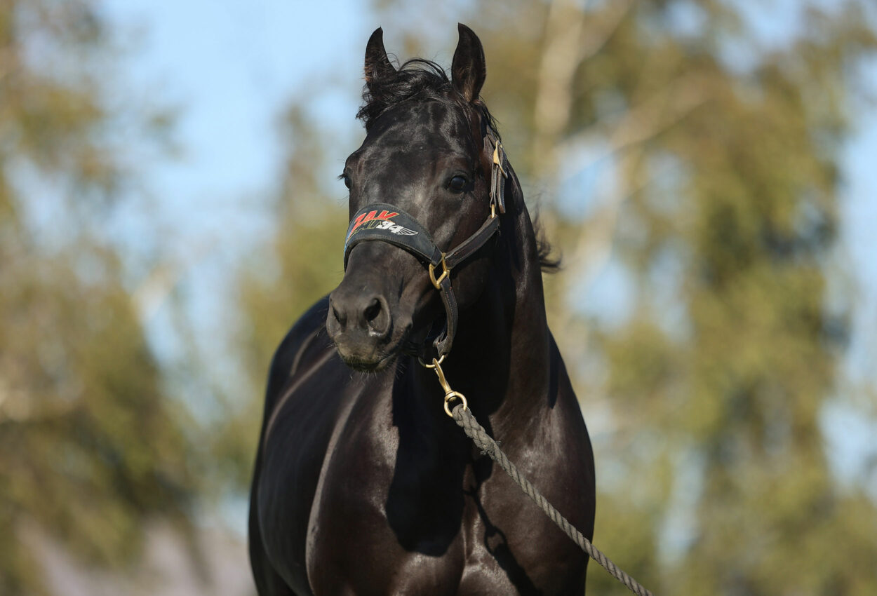 zak-34-halter-headshot